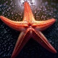 Large red starfish is resting on dark surface, possibly ocean floor. The starfish has five arms and appears to be wet Royalty Free Stock Photo