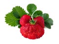 Large red strawberries isolated on a white background. Royalty Free Stock Photo