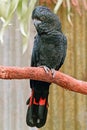 Large Red tailed black cockatoo