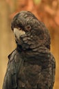 Red tailed black cockatoo portrait Royalty Free Stock Photo