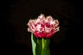 Large red terry Tulip with pink fringed with green leaves on a black background Royalty Free Stock Photo