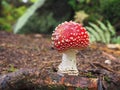 Large red toadstool in the forest on brown ground Royalty Free Stock Photo