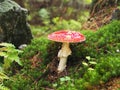 Large red toadstool in the forest on lush green moss Royalty Free Stock Photo