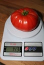 Large red tomato 14.3 ounces