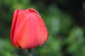 A large red Tulip flower on a green grass background on the left side free space for text Royalty Free Stock Photo