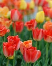 Large red tulips