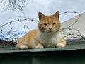 A homelessy red and white cat sitting on the roof with barbed wire. Mongrel cat, homeless animal. Street sad dirty cat Royalty Free Stock Photo