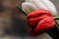 Large red and white tulips in drops of water on a background of brown parchment Royalty Free Stock Photo