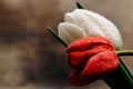 Large red and white tulips in drops of water on a background of brown parchment Royalty Free Stock Photo