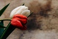 Large red and white tulips in drops of water on a background of brown parchment Royalty Free Stock Photo