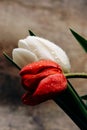 Large red and white tulips in drops of water on a background of brown parchment Royalty Free Stock Photo