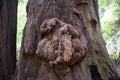 Large redwood burl, Muir Woods, California