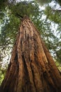 Large Redwood Tree Muir Woods