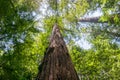 Large Redwood Tree, Pescadero Creek County Park, San Francisco bay area, California Royalty Free Stock Photo