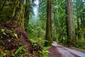 Large Redwood trees next to gravel road through the forest Royalty Free Stock Photo