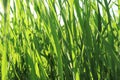 Large reeds leaves in a cane grove