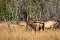 Large Regal Bull Elk Bugling Beside His Herd of Cows Royalty Free Stock Photo