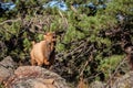 Large Regal Bull Elk Bugling on a Rock Ledge in Colorado