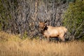 Large Regal Bull Elk Bugling in the Trees