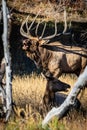 Large Regal Bull Elk Bugling in the Trees Royalty Free Stock Photo