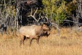 Large Regal Bull Elk Walking in the Meadow