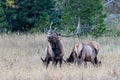 Large Regal Bull Elk Standing Beside His Herd of Cows Royalty Free Stock Photo