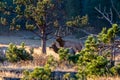 Large Regal Bull Elk Standing Beside His Herd of Cows Royalty Free Stock Photo