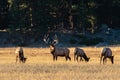 Large Regal Bull Elk Standing Beside His Herd of Cows Royalty Free Stock Photo