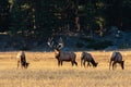 Large Regal Bull Elk Standing Beside His Herd of Cows