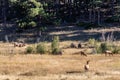 Large Regal Bull Elk Standing Beside His Herd of Cows Royalty Free Stock Photo