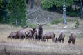 Large Regal Bull Elk Standing Beside His Herd of Cows Royalty Free Stock Photo