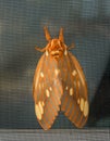 Large Regal Moth or Citheronia Regalis landed on the window screen