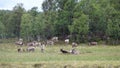 Reindeer herd near Messingen in Sweden