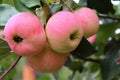 Large repe apples on a branch in the garden close-up. Royalty Free Stock Photo