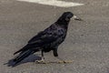 A large, respectable black rook (Corvus frugilegus) walks