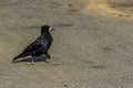 A large, respectable black rook (Corvus frugilegus) walks