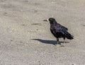 A large, respectable black rook (Corvus frugilegus) walks