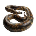 Large reticulated python curled up on white background Royalty Free Stock Photo