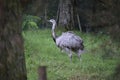 Large rhea bird close up in grass Royalty Free Stock Photo