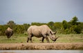 Large rhinoceros walks left Royalty Free Stock Photo