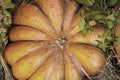 Large ribbed pumpkin top view on hay closeup background
