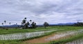 A Large Rice field