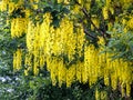 Large, richly blooming laburnum tree