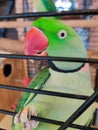 A large ringed parrot sits closed in a cage Royalty Free Stock Photo