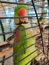 A large ringed parrot sits closed in a cage Royalty Free Stock Photo