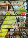 A large ringed parrot sits closed in a cage Royalty Free Stock Photo