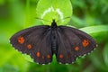 A large ringlet butterfly resting on a plant Royalty Free Stock Photo