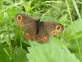 Large ringlet butterfly orange brown in the green grass Royalty Free Stock Photo