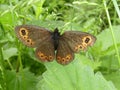 Large ringlet butterfly orange brown in the green grass Royalty Free Stock Photo