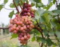 Large ripe, appetizing grapes ready to be harvested
